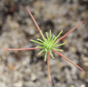 Distinguishing Seedlings of Pines of Piedmont Upland Grassland Systems