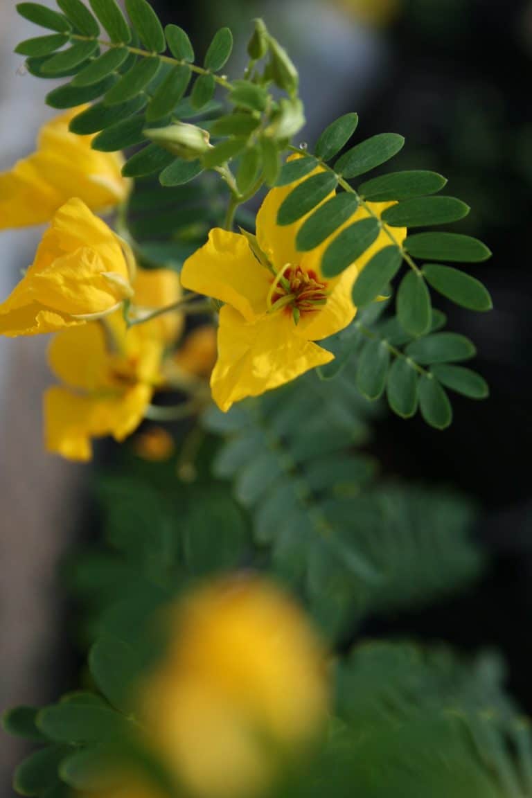 Phenotypic Variation of Partridge Pea (Chamaecrista fasciculata) from Mississippi Persists in a Common Garden