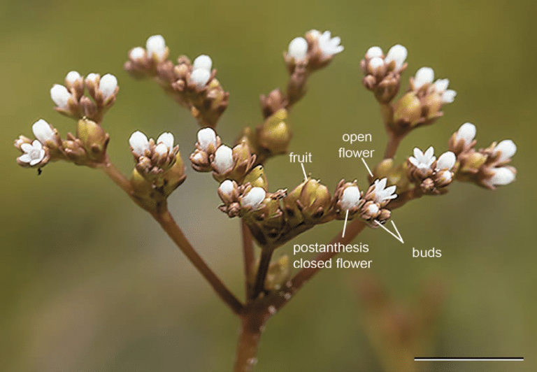 M. petiolata inflorescence. The branched inflorescence is composed of scorpioid cymes. The flowers and fruits display acropetal maturation as indicated by the labeled sequence of bud, open flower, post-anthesis closed flower and fruit. Scale bar = 5 mm.