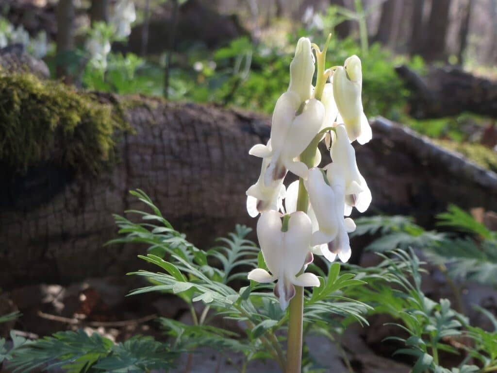 Dicentra