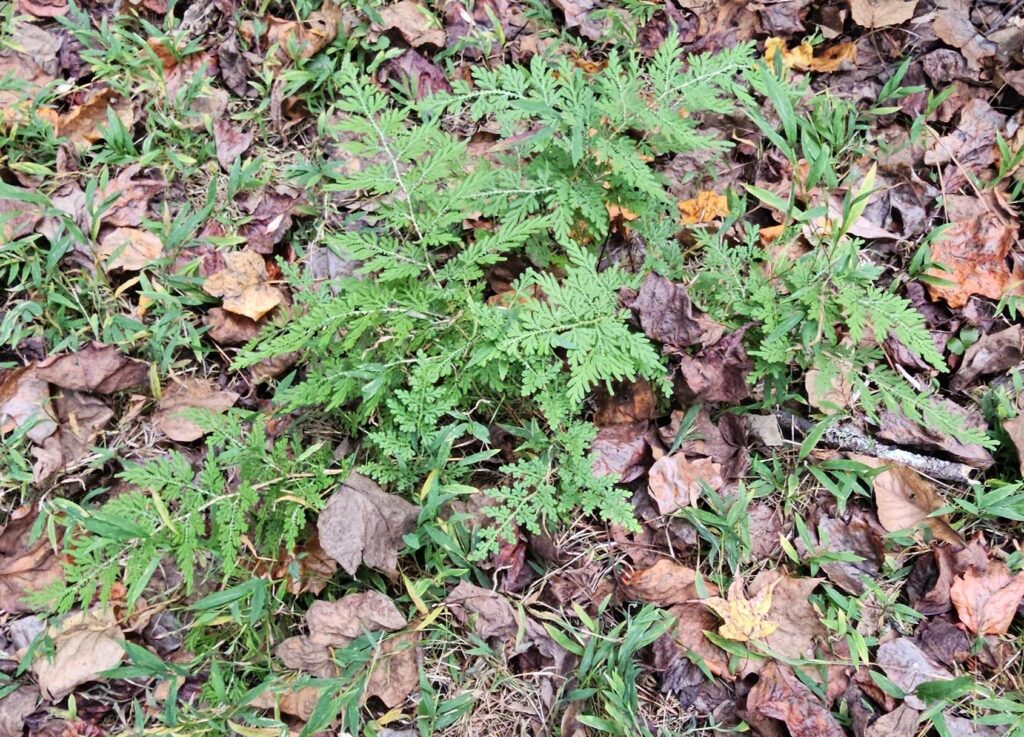 Selaginella braunii