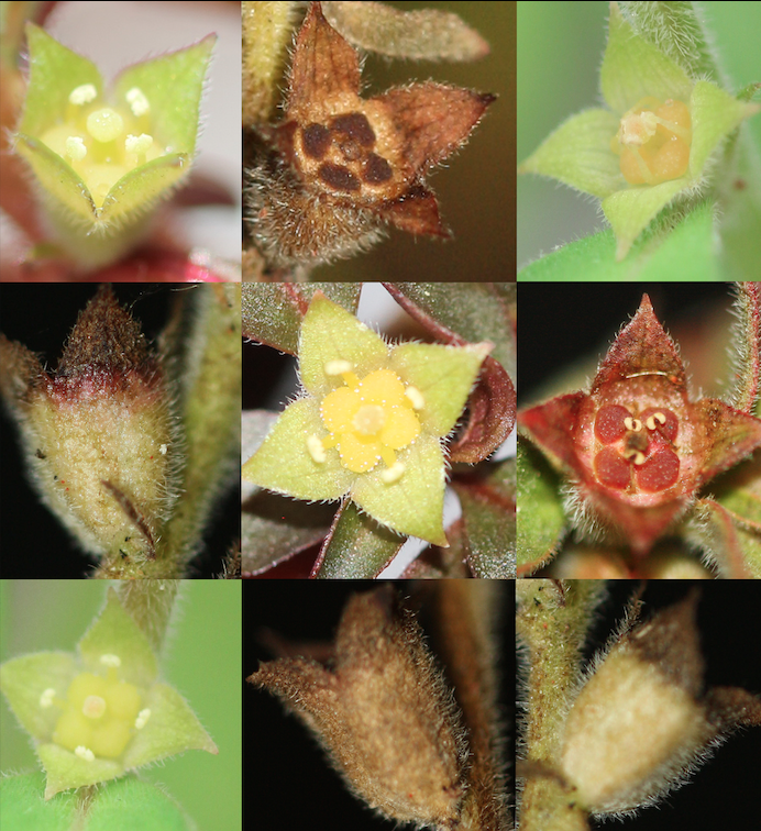 Pictures of flowers and fruits of Ludwigia ravenii
