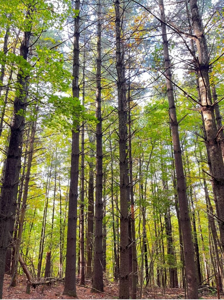 Stand of tall trees